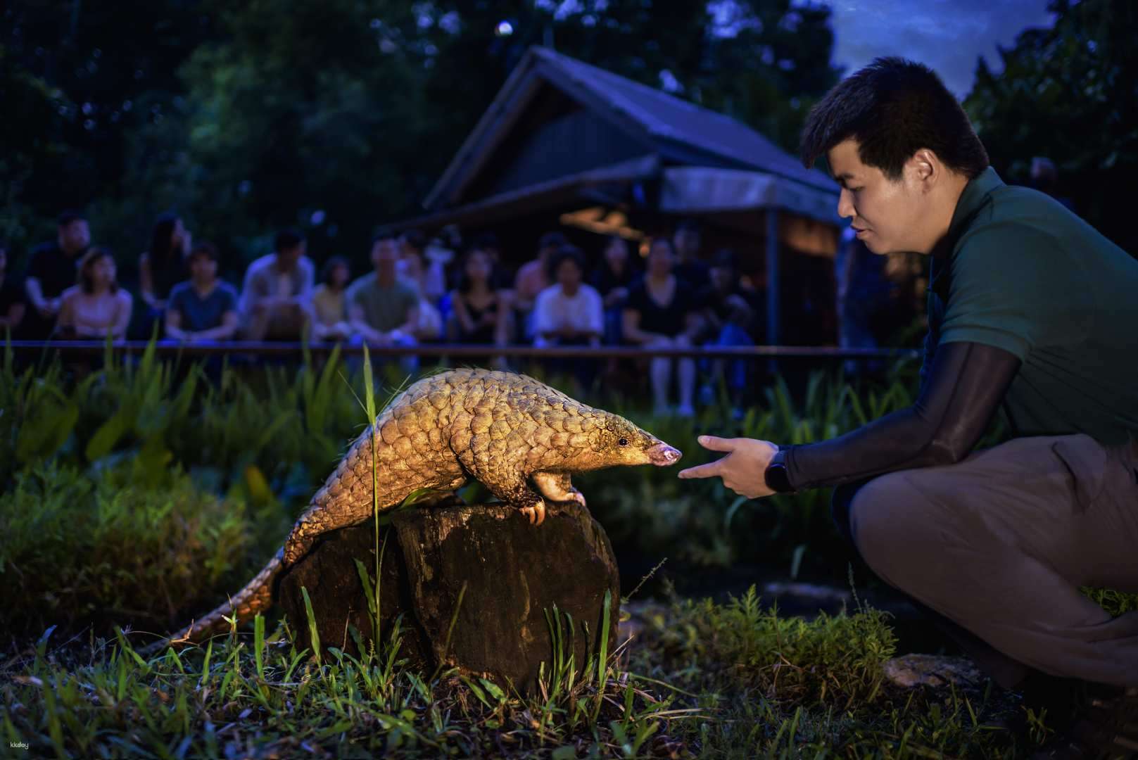 Buy Singapore Night Safari Admission Experience Night Safari The Worlds First Nocturnal Park 