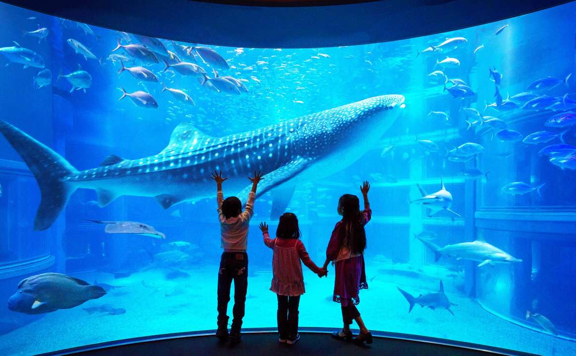 Osaka Aquarium KAIYUKAN - Giá tốt nhất tại Traveloka Xperience
