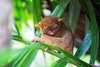 Visit the Tarsier Conservation Area where you can see these tiny, cute, but alien-looking creatures!