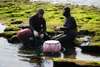 Watch the female divers (Haenyeo) hard at work