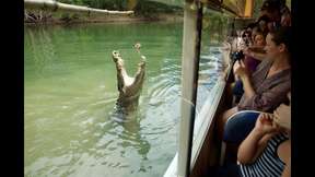 Hartley's Crocodile Adventures and Kuranda Tour from Port Douglas