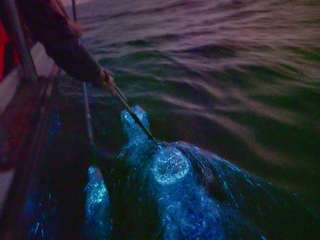 Blue Tears Cruise Experience in Kuala Selangor