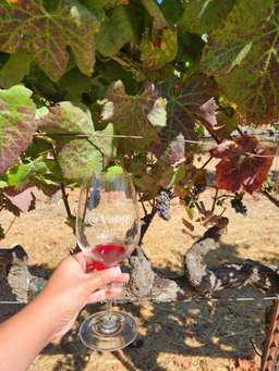 Napa and Sonoma Valley Wine Tasting Tour from San Francisco, 2.725.988 VND