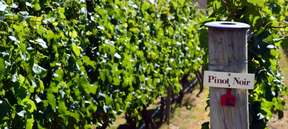 Afternoon Wine and Cheese Tasting Tour from Queenstown