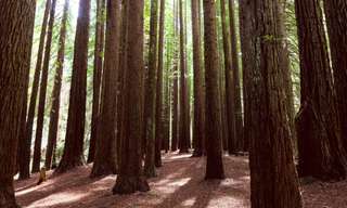Yarra Valley and Dandenong Ranges Private Tour from Melbourne