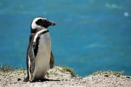 Phillip Island Nature Parks - Penguin Parade, AUD 32.07