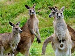 [Eco Tour] Phillip Island Wildlife and Brighton Beach Boxes Bus Tour from Melbourne | Victoria