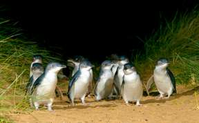 【10th Anniversary｜15% off 】[Eco Tour] French Island 4WD & Phillip Island Penguin Parade Tour | Melbourne