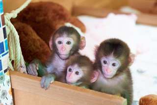 [Up to JPY300 OFF] Saru Land & Anitown (Nikko Saru Gundan) Ticket | Tochigi, Japan