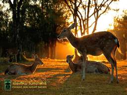Chiang Mai Night Safari Tickets, 279.939 VND