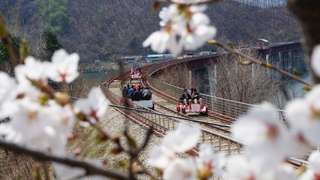 Nami Island, Petite France, Italian Village, and Gangchon Rail Bike Tour from Seoul, 115,402원