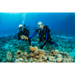 Glass Bottom Boat + Senorkeling + Turtle Island, VND 695.894