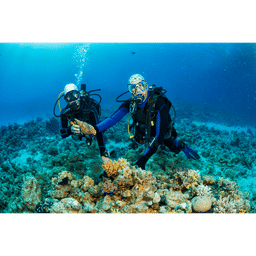 Glass Bottom Boat + Senorkeling + Turtle Island, THB 840.90