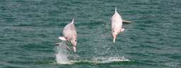 Pink Dolphin Sighting Tour, VND 2.127.289