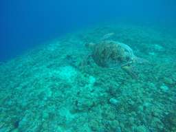 Bali Blue Lagoon Snorkeling, RM 58.50