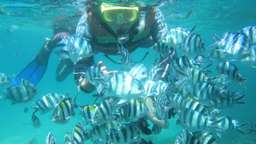 Tur Snorkeling di Blue Lagoon , THB 466.90