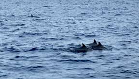 Panglao Island Hopping and Dolphin Watching Tour With Tour Guide: Balicasag Island & Virgin Island | Bohol