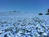 See the gorgeous fields of baby blue eyes (nemophila) at Miharashi no Oka in Hitachi Seaside Park