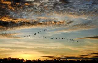 Weston Wetland River, Fireflies, Safari and Sunset Cruise Shared Tour | Sabah, Malaysia