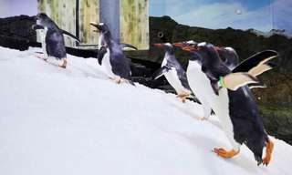 Sydney Attractions Pass - 3 Attractions