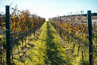 Yarra Valley Gourmet Tour from Melbourne