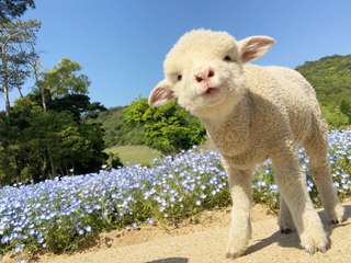 Awaji Farm Park England Hill Admission Ticket | Hyogo