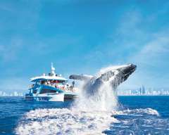 【ราคาเออร์ลี่เบิร์ดสุดพิเศษ - ผู้ใหญ่ในราคาเด็ก 】[Eco Tour] ชมวาฬบนเรือ Sea World Cruises | โกลด์โคสต์ ออสเตรเลีย