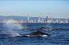 Watch 35,000-plus whales swim through the ocean with the Gold Coast as a backdrop