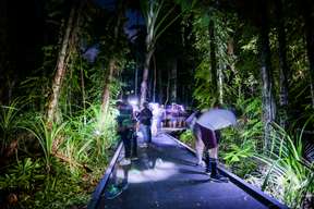 Night Walk Photography Tour at the Cairns Botanic Gardens 