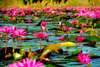 Take a boat ride on the Red Lotus Lake for a close up look at the beautiful water plants