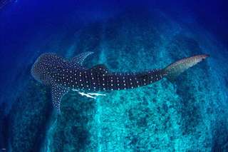 Private Tour: Oslob Whale Shark Watching, Tumalog Falls, and Pescador Island (Moalboal) Tour from Cebu | Philippines, ₱ 11,038.68