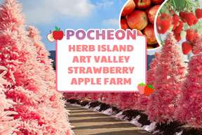 Pocheon Art Valley, Strawberry Picking & Herb Island by EG Tour - 1 Day