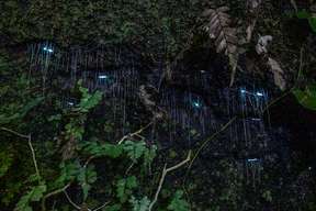 Evening rainforest and glow worm tour