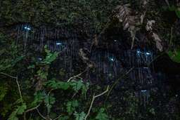 Evening rainforest and glow worm tour, ₱ 4,394.44