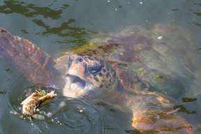 Dalyan Cruise, Turtle Beach and Mud Bath Experience from Fethiye