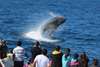 Take Brisbane's closest Whale Watching day cruise with lunch served on board