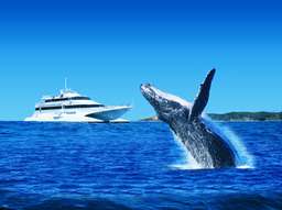 Tangalooma Whale Watching Day Cruise  | Brisbane, Rp 1.563.719