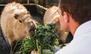 Hunter Valley Wildlife Park, Rp 446.587