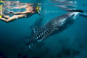 Bohol Whaleshark Experience | Philippines