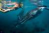 Snorkel alongside the whale sharks