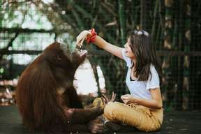 Lombok Wildlife Park Orangutan Interaction