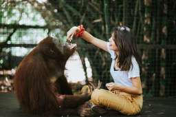 Lombok Wildlife Park Orangutan Interaction, THB 614.06