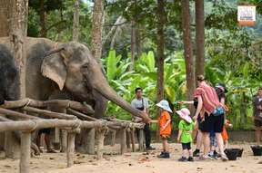 Elephant Jungle Sanctuary Koh Samui