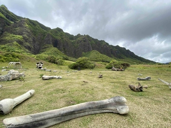 Jurassic Park Tours in Oahu: all you need to know - Hellotickets