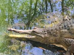 Hartley's Crocodile Adventures