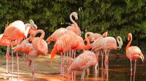 Chimelong Birds Park Ticket｜China