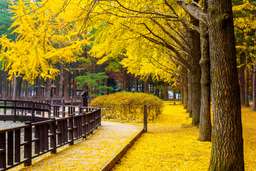 Nami Island and Garden of Morning Calm - Day Tour by S. A. Tour, VND 1.132.282