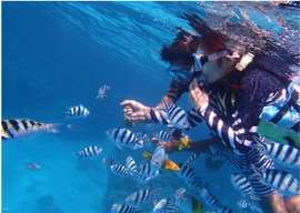 Chibishi Snorkeling Tour | Free Fish feeding & Photo Gift Depart from Naha | Okinawa, Japan