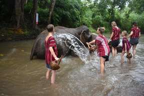 Elephant Discovery Chiang Mai | Thailand