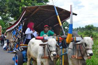 Berkeliling Desa Menggunakan Gerobak Sapi